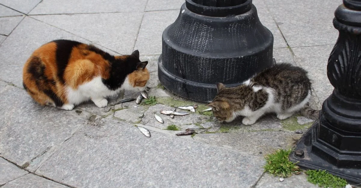 Cats of Istanbul