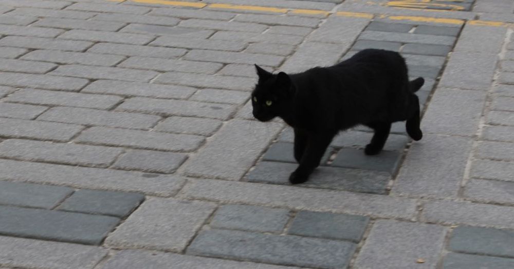 Black Cat on the Square