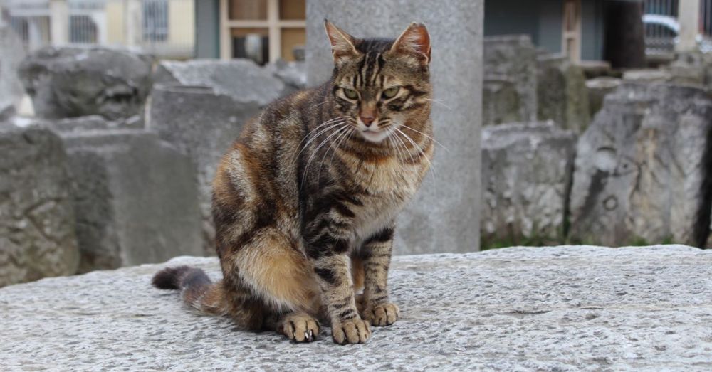 Cat Among the Ruins