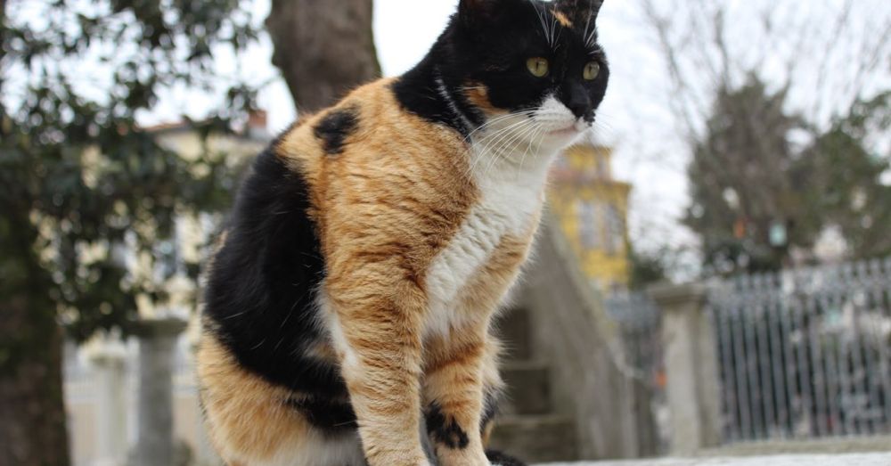 Calico Cat