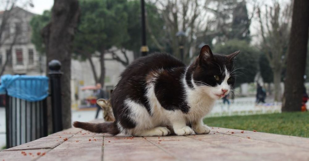 Lunch Cat