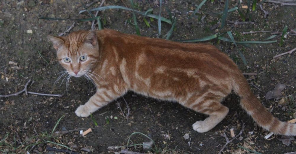 Freaked Out Cat