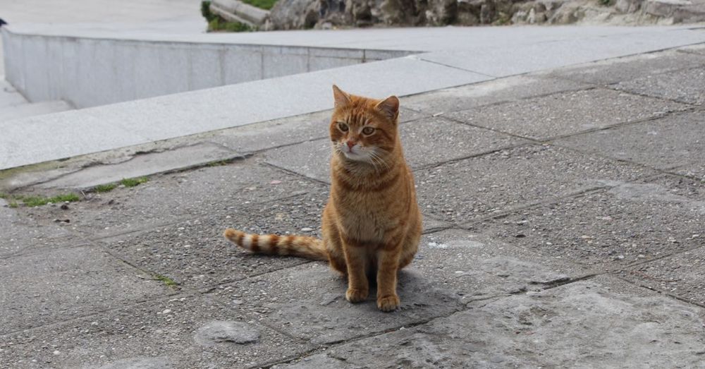 Can I Haz Kebab?