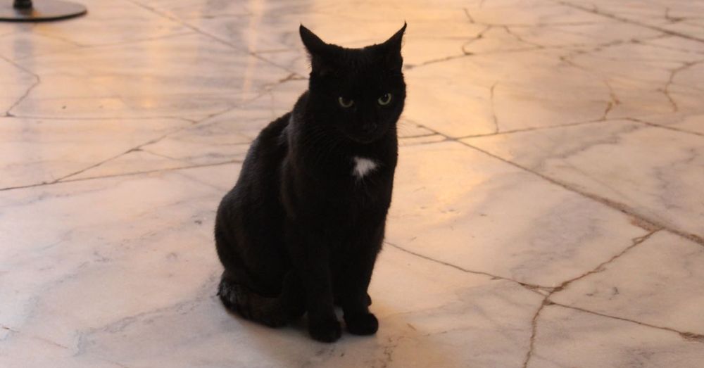 Black Cat