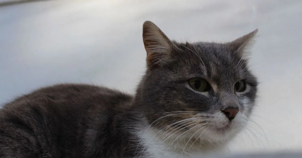 Royal Cat