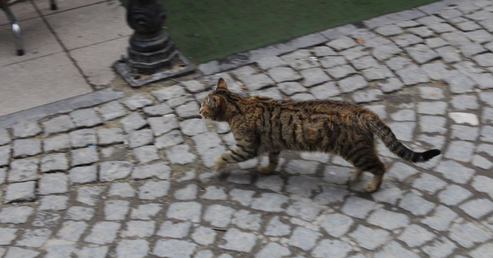 Across the Paving Stones