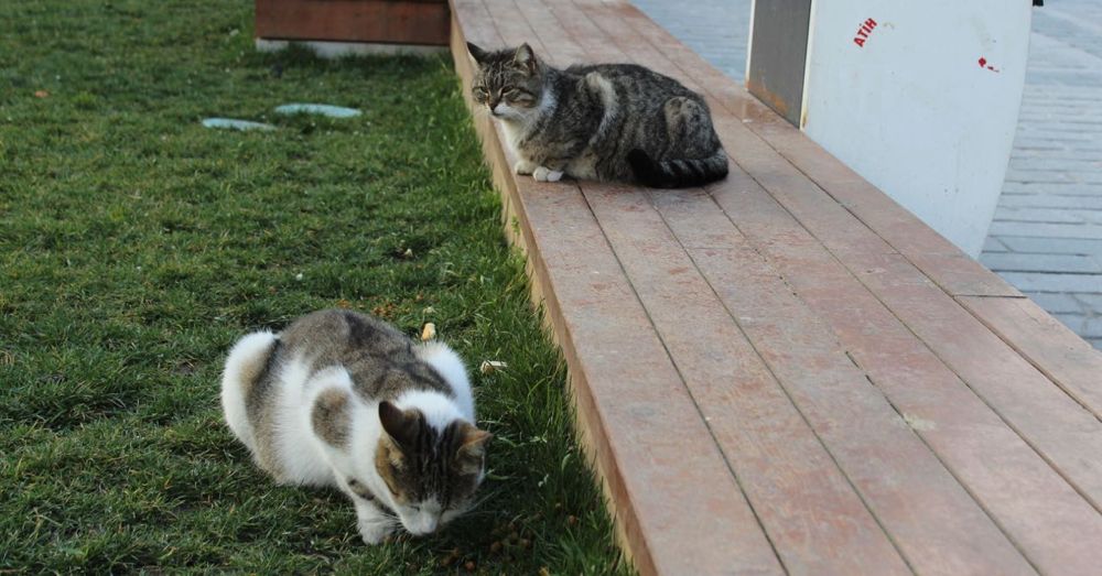 Doing what cats do