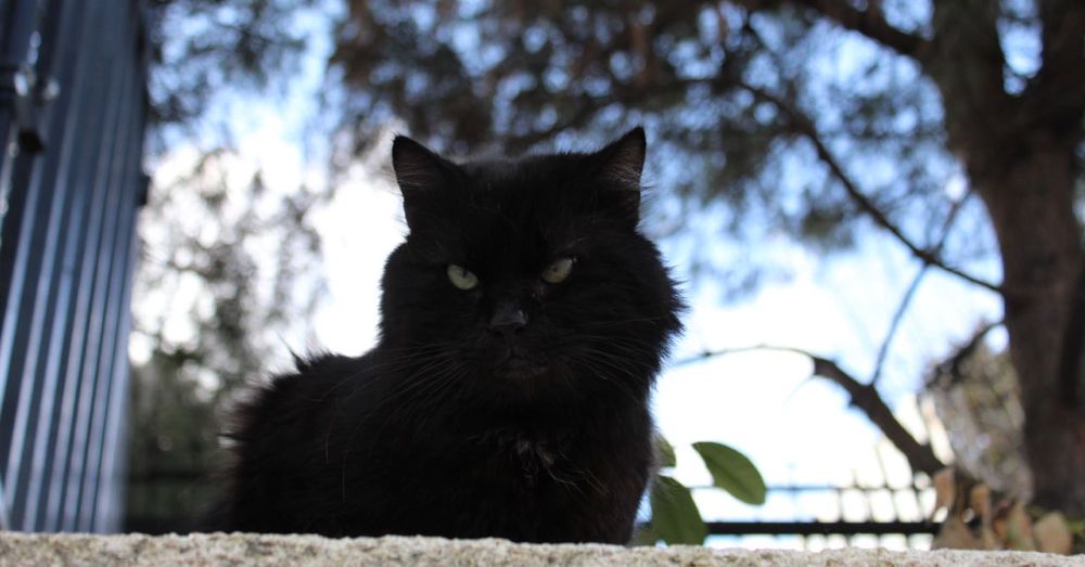 Black Cat on a Wall