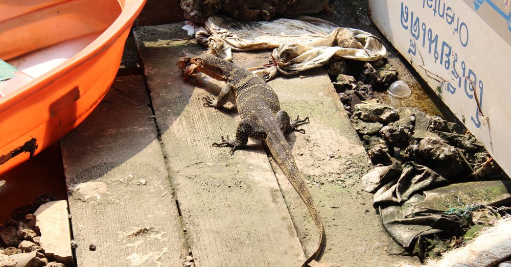 Water monitor at the docks.