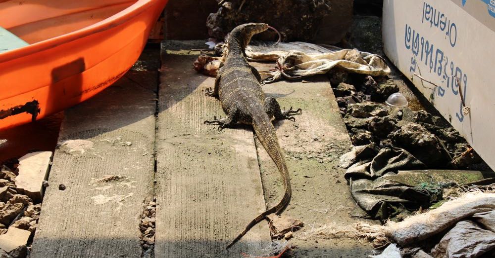 Water monitor at the docks.