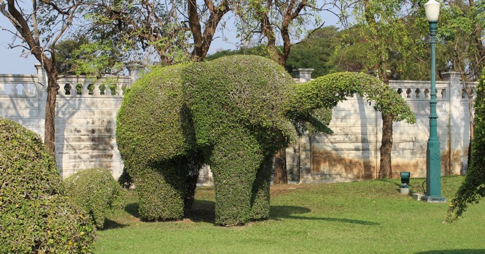 Elephant Topiary