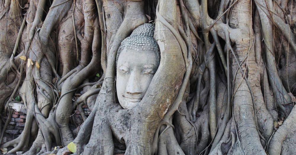 Buddha Head in a Bodhi Tree