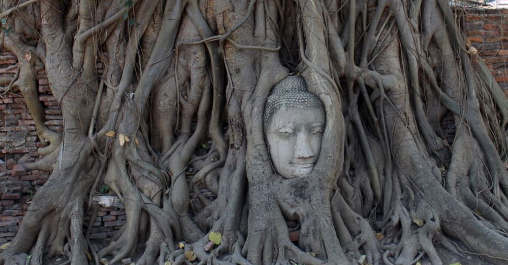 Buddha Head in a Bodhi Tree