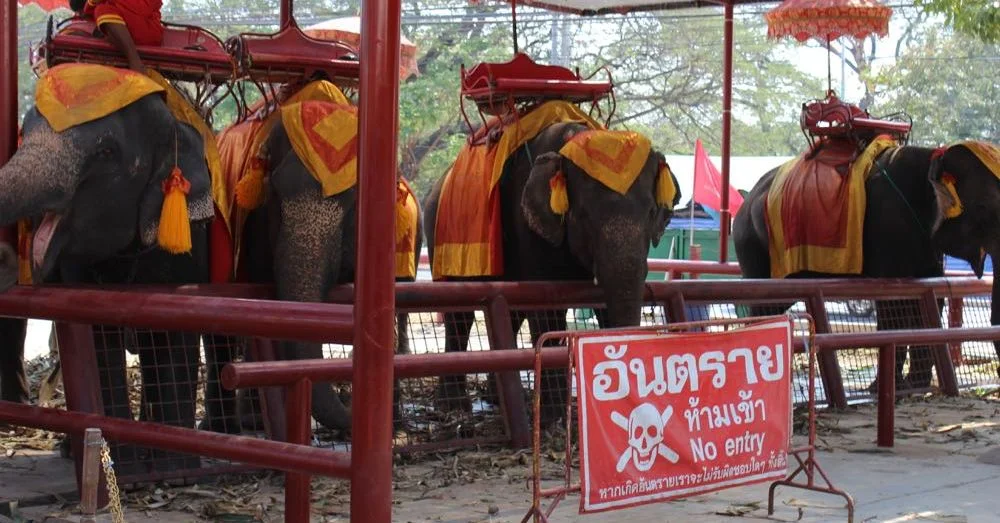 Elephant Interlude