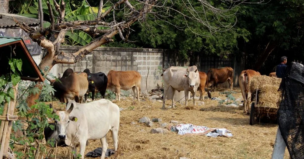 Cows