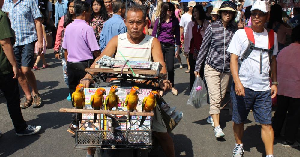 Magazine Vendor with Birds