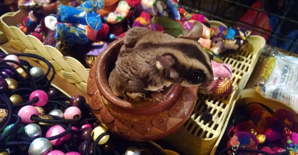 Flying Squirrel in a Pot