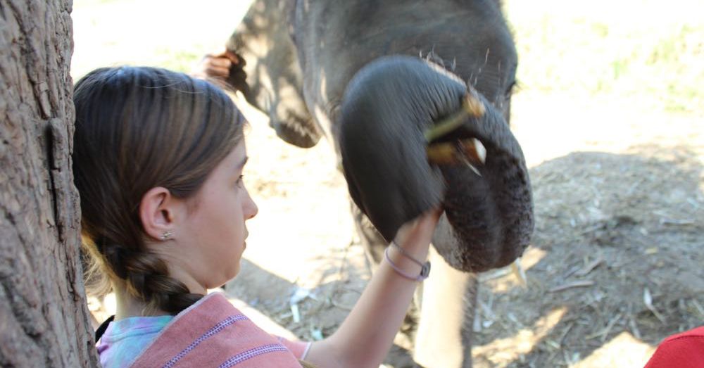 Elephant Feeding