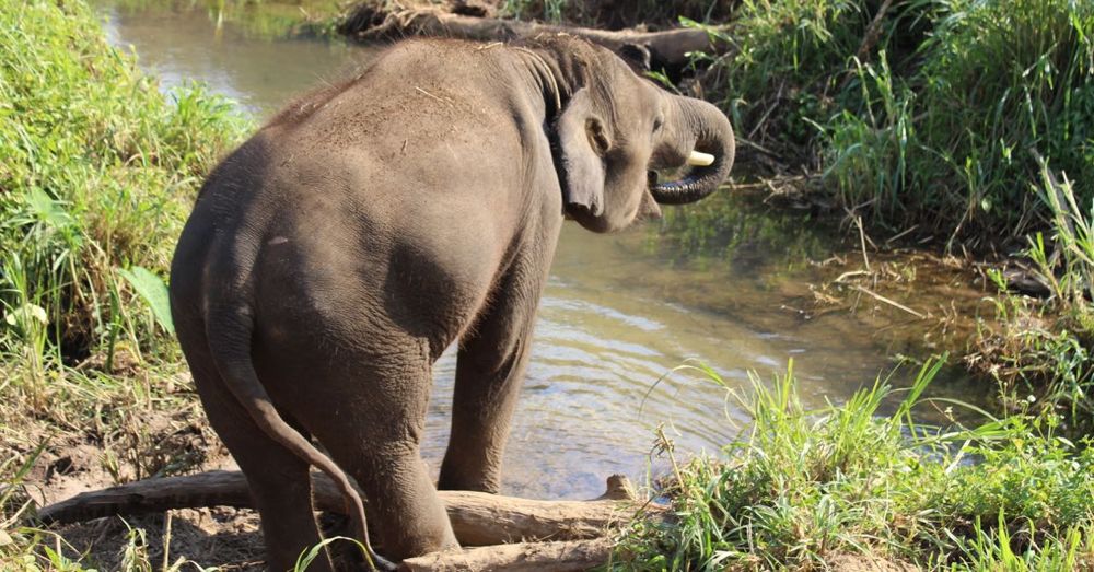 Elephant Drinking