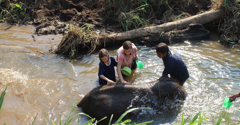 Elephant Bathing