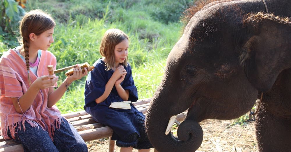 Elephant Feeding