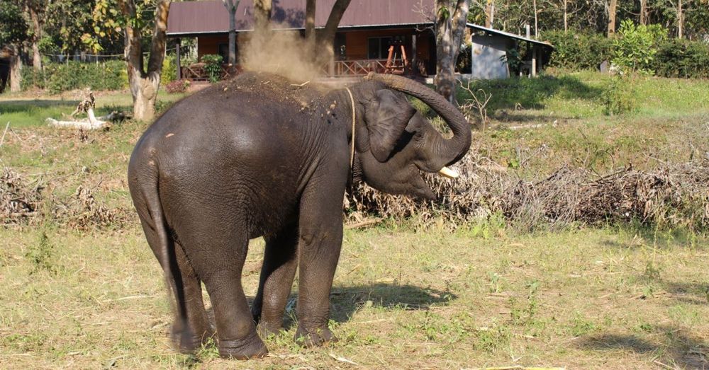 Elephant Dirt Bath