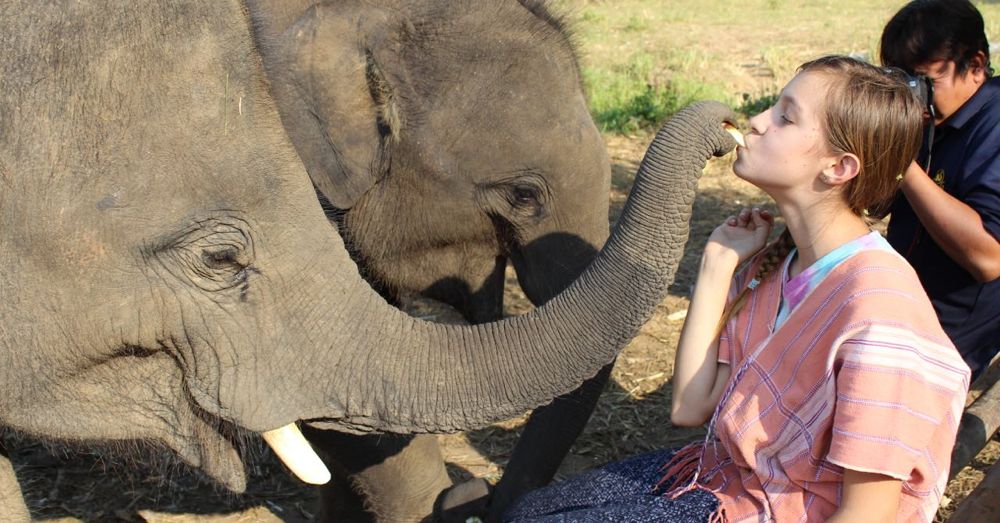 Elephant Feeding