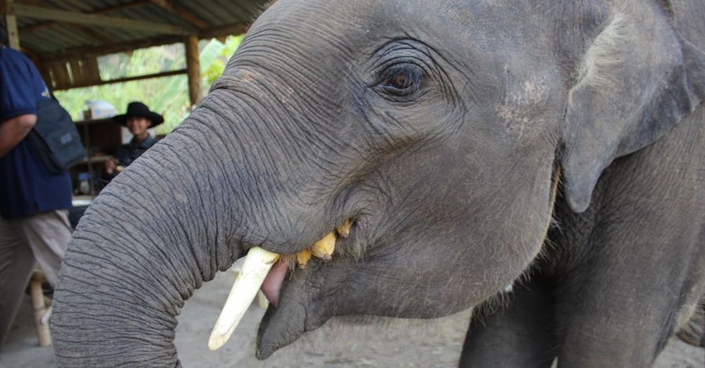 Elephant Eats a Bunch of Bananas