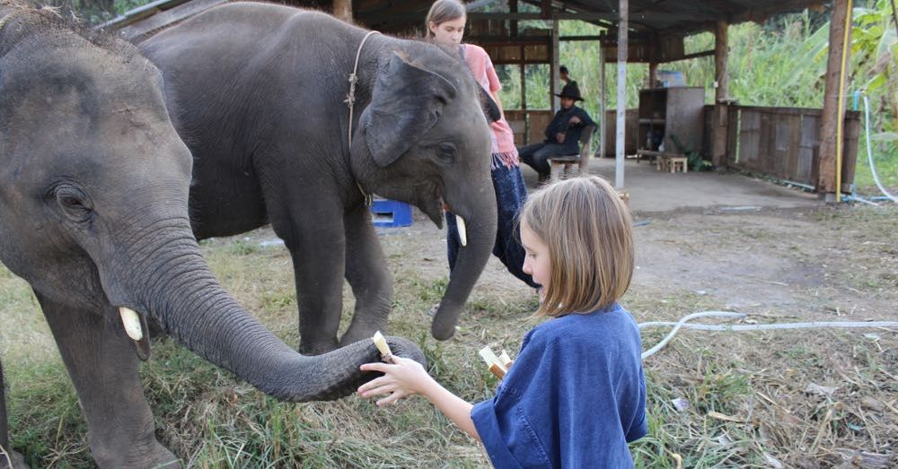 Elephant Feeding