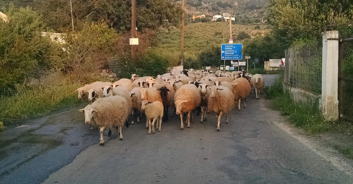 Sheep!