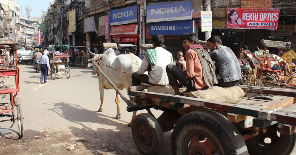 Working Cows, Old Delhi
