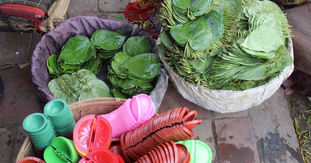 Betel Leaf