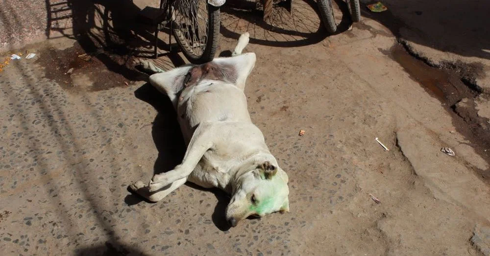 Delhi Dog