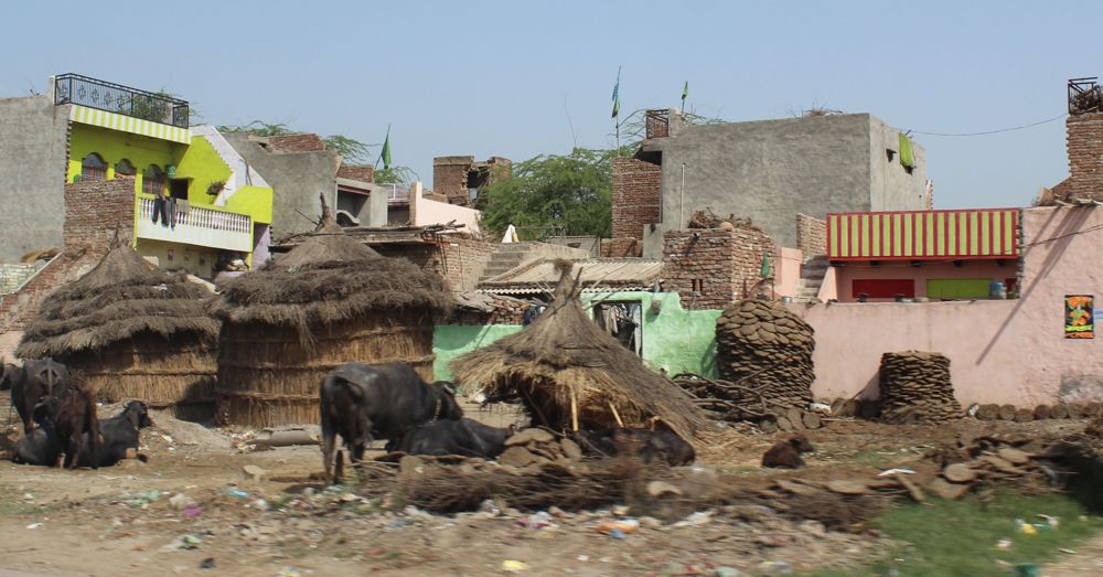 Cows, Huts, Dung