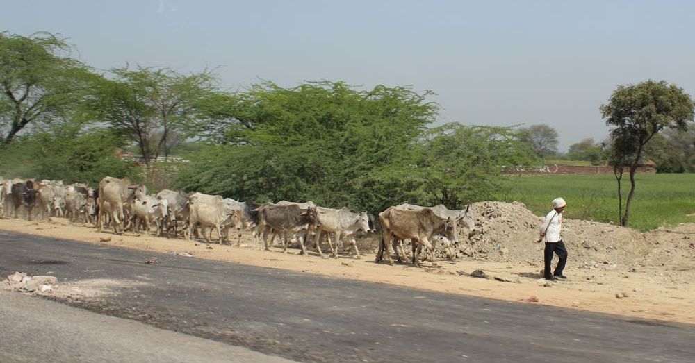 Herd of Cows on the Highway