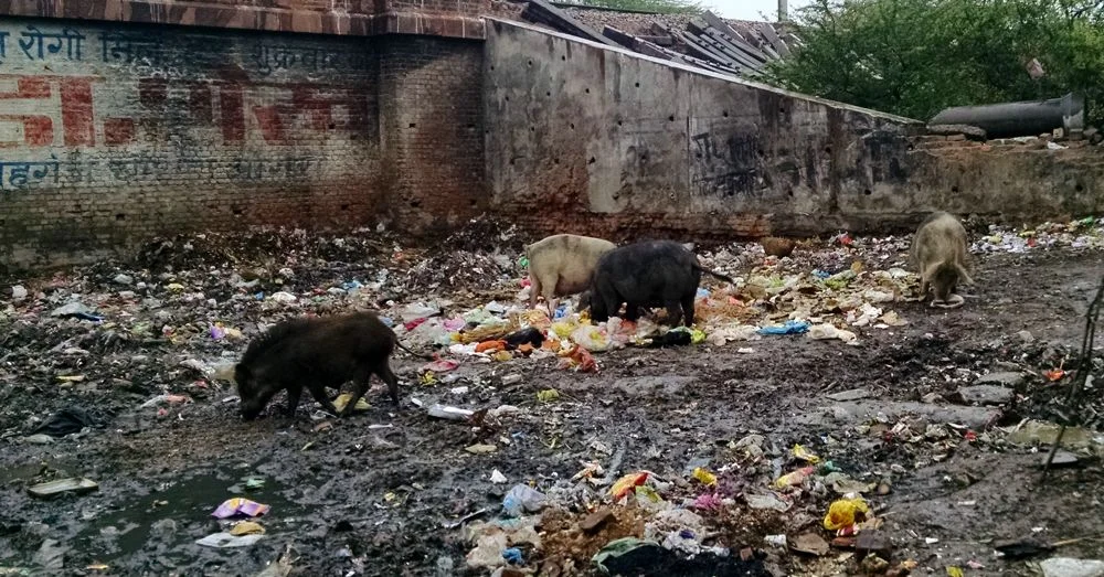 Pigs in Zen