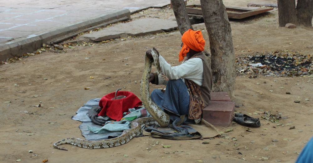 Snake Charmer