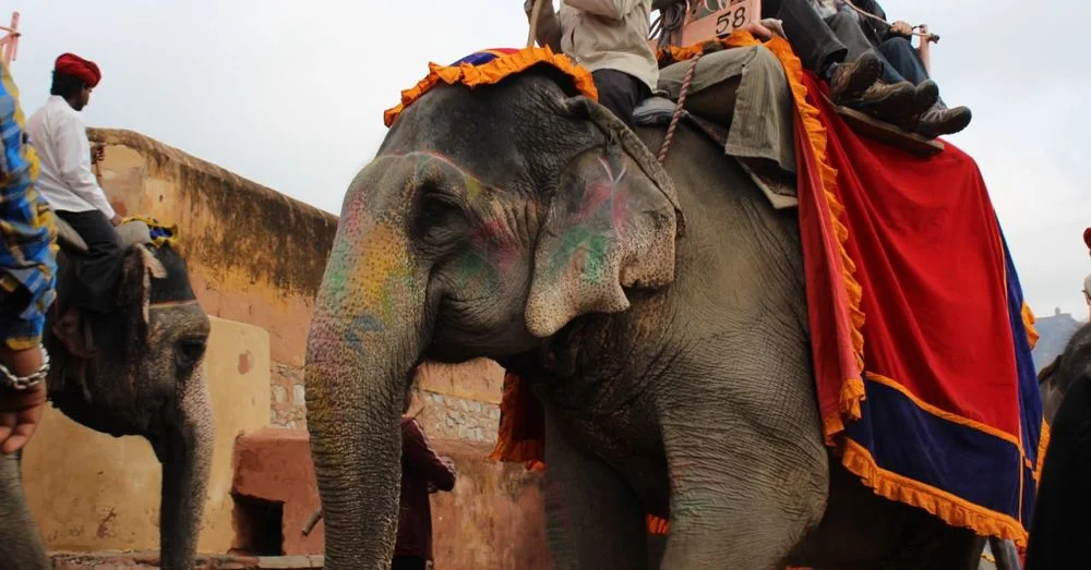 Elephant