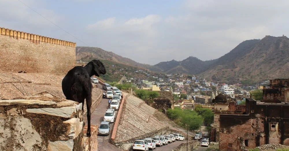 Goat at Amer Fort