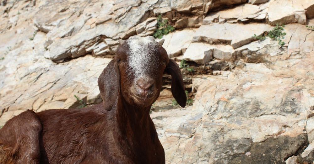 Another Goat at Amer Fort