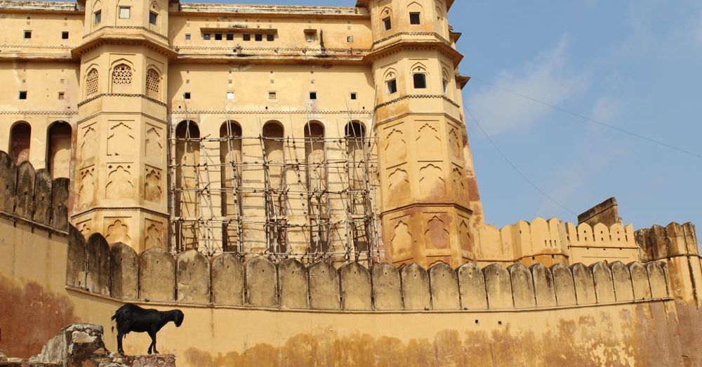 Yet Another Goat (Amer Fort)