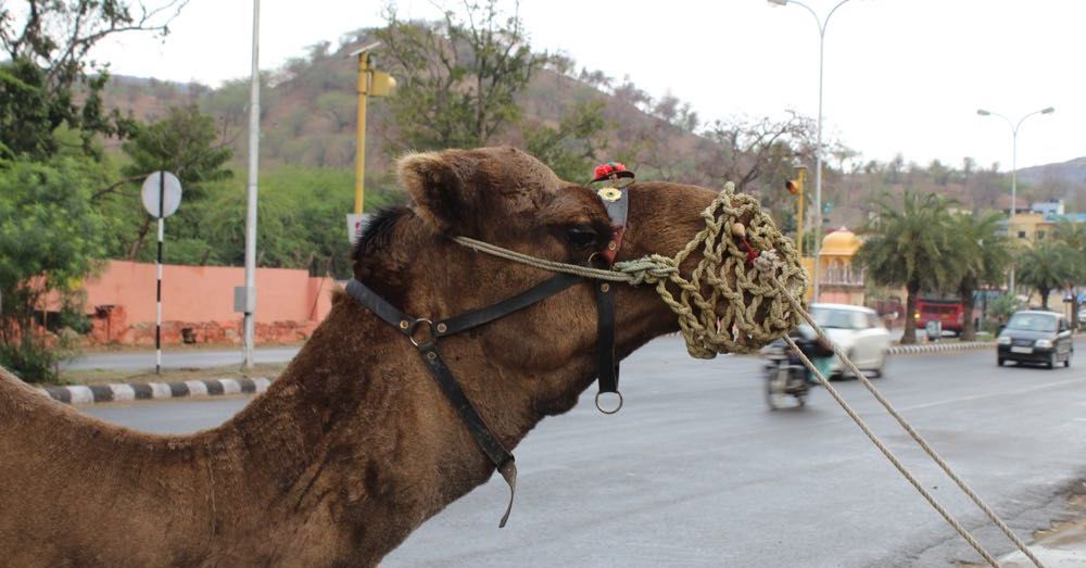 Camel