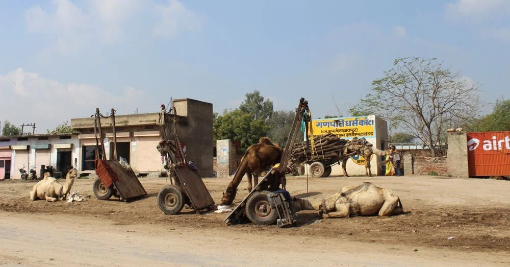 Camels by the roadside