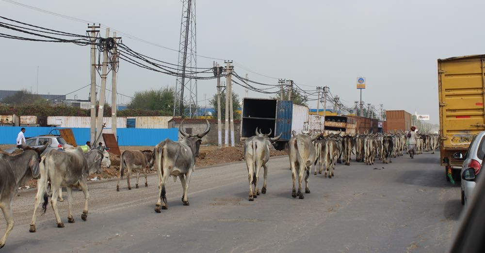 Cows on the road