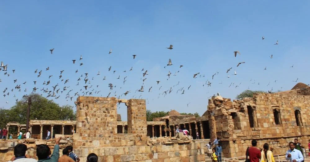 Pigeons