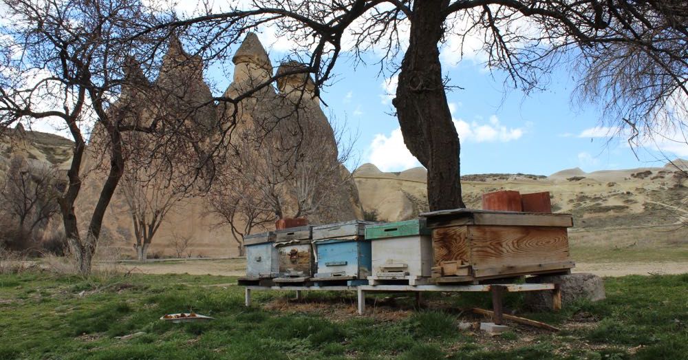 Beekeeping in Cappadocia