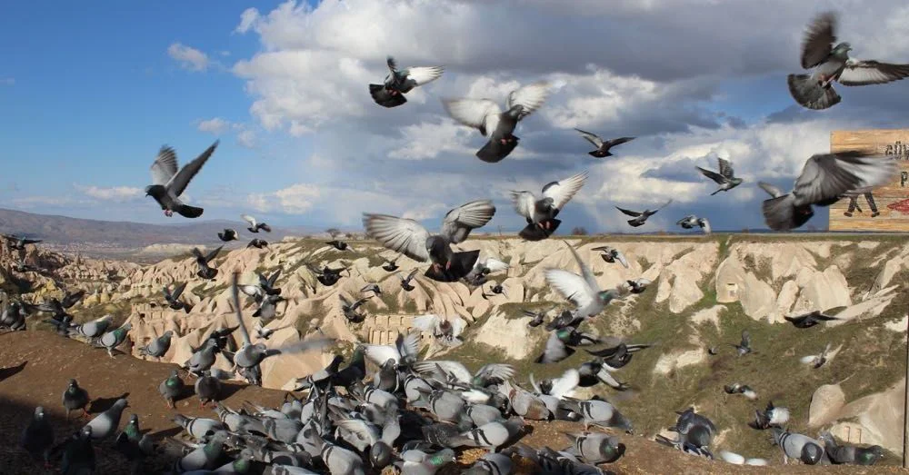 Pigeon Valley