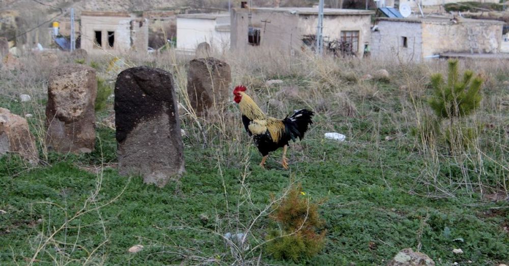 Rooster in a Cemetery