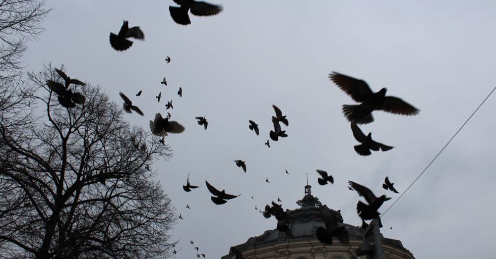 Birds like the Romanian Athenaeum