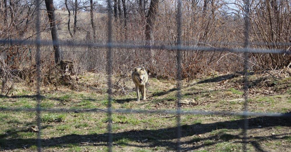 Wolf at the Libearty Bear Sanctuary
